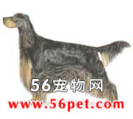 ���ѩ��-����Ʒ�ֽ���