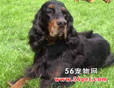 ���ѩ��-����Ʒ�ֽ���