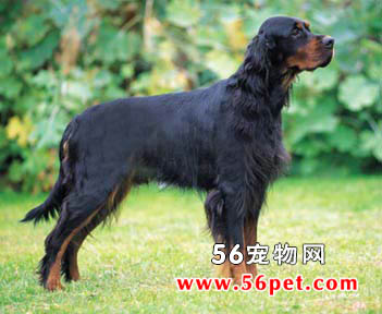 ���ѩ��-����Ʒ�ֽ���