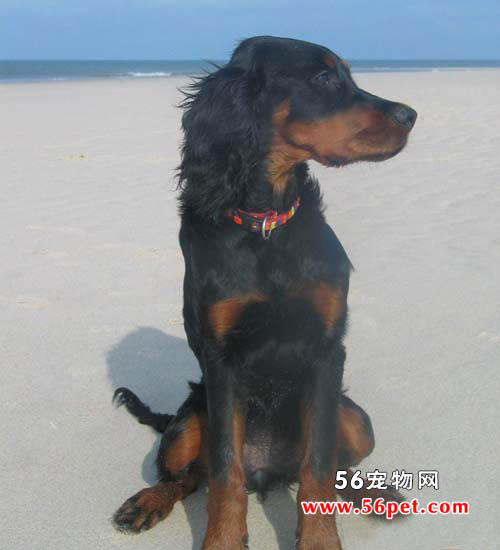 ���ѩ��-����Ʒ�ֽ���