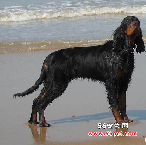 ���ѩ��-����Ʒ�ֽ���