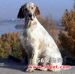 Ӣ��ѩ��-����Ʒ�ֽ���