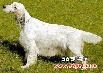 Ӣ��ѩ��-����Ʒ�ֽ���