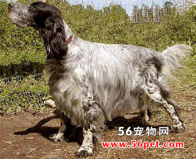 Ӣ��ѩ��-����Ʒ�ֽ���