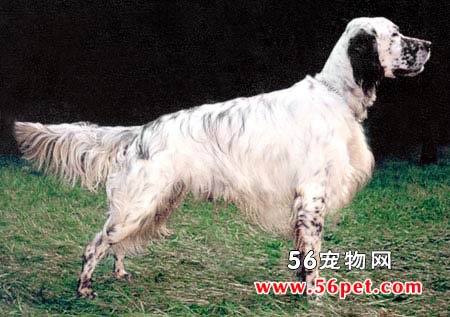 Ӣ��ѩ��-����Ʒ�ֽ���