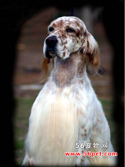 Ӣ��ѩ��-����Ʒ�ֽ���