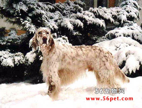 Ӣ��ѩ��-����Ʒ�ֽ���