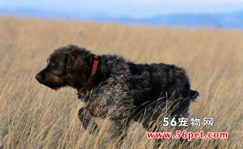 �¹���ëָʾȮ-����Ʒ�ֽ���