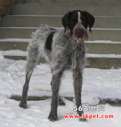 �¹���ëָʾȮ-����Ʒ�ֽ���