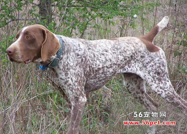 �¹���ëָʾȮ-����Ʒ�ֽ���