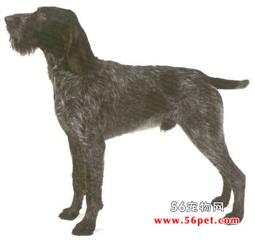 �¹���ëָʾȮ-����Ʒ�ֽ���