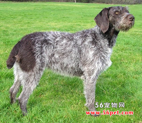 �¹���ëָʾȮ-����Ʒ�ֽ���