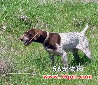 �¹���ëָʾȮ-����Ʒ�ֽ���