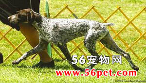 �¹���ëָʾȮ-����Ʒ�ֽ���