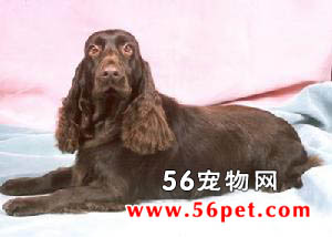 ��Ұ��Ȯ-����Ʒ�ֽ���