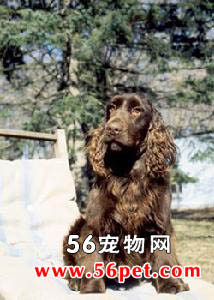 ��Ұ��Ȯ-����Ʒ�ֽ���