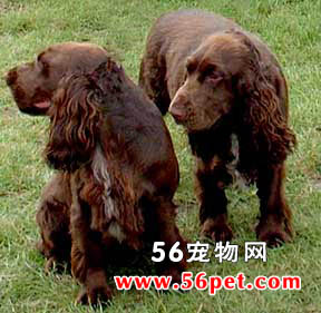 ��Ұ��Ȯ-����Ʒ�ֽ���