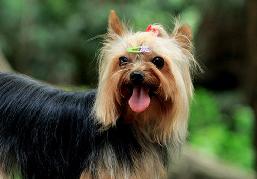 犬类参展注意事项-狗狗饲养心得