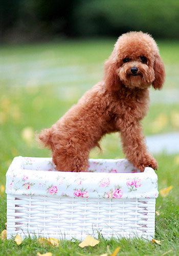 �йع������ص�С֪ʶ-���������ĵ�