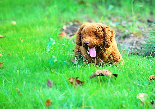 ��ͬ���͹�����ѵĻ������-���������ĵ�