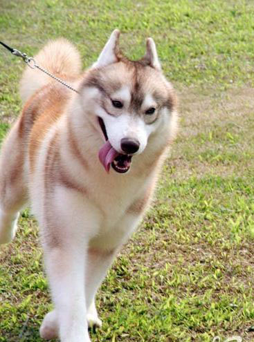 ��ʿ��Ȯ�ŵ����-���������ĵ�