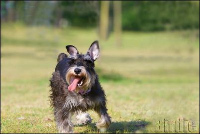 Ԥ��������ǰ��������-���������ĵ�