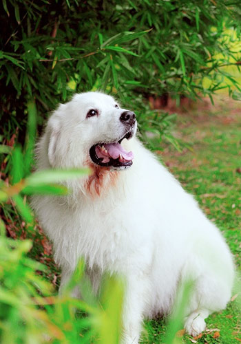 ���ë��������ʳ��-���������ĵ�