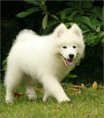 ����ĦҮȮ��ʮ��Ҫ��-���������ĵ�