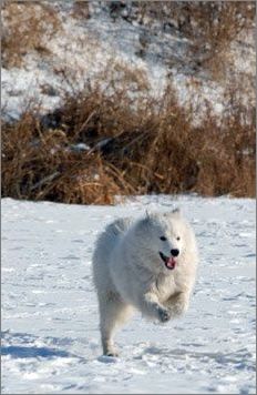 ���ﹷ������Ҳ�ǲ�-���������ĵ�