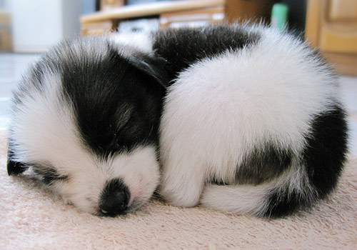 ����ɨä���״�����������-���������ĵ�