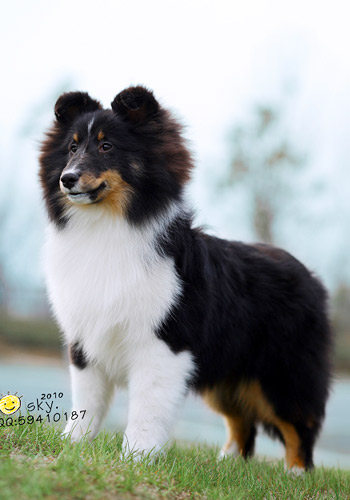 梳毛是阻止狗狗掉毛的方法-狗狗饲养心得