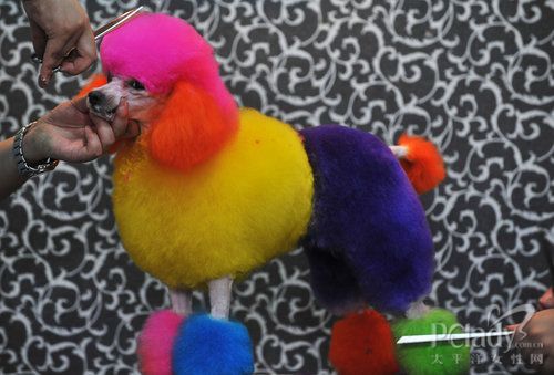 夏季如何防狗狗食物中毒-狗狗饲养心得