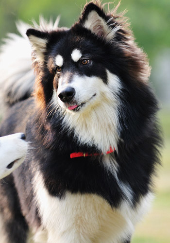 狗狗“等着”训练-狗狗训练方法