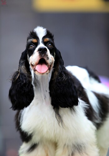 �ĵ�������ʳ�Ļ�ϰ��-����ѵ������