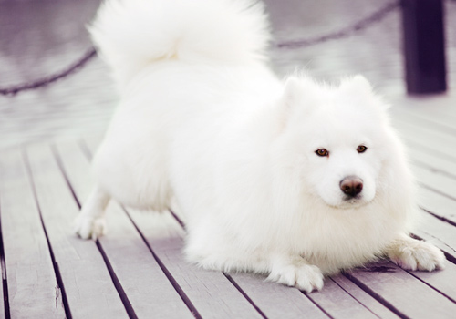 ѵ����ʱ���ƺͿ��������-����ѵ������