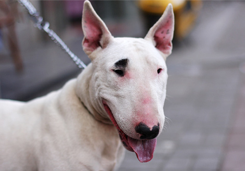 ѵ�����ﹷ�������ض��ص�-����ѵ������