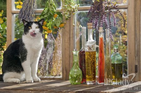 ��˹è���ճ�����֪ʶ-�������ݻ���