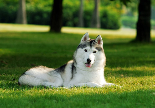 �ù���ë�����������ķ���-�������ݻ���