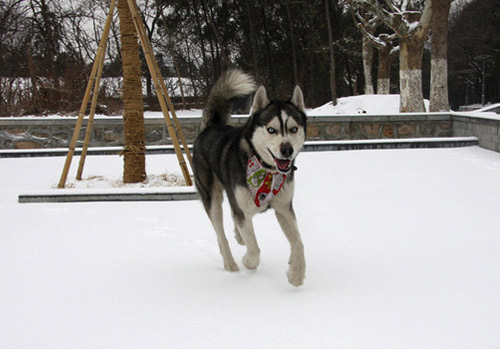 狗狗毛色发生变化的原因-狗狗美容护理