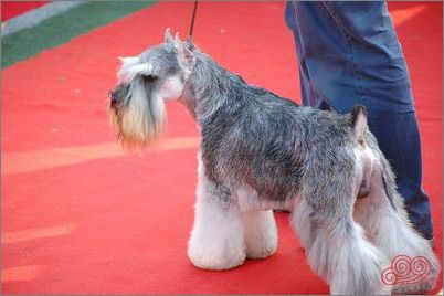 ��μ��ٹ��������-�������ݻ���