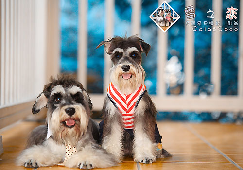 �����ȷ�ﹷ��ˢϴ��-�������ݻ���