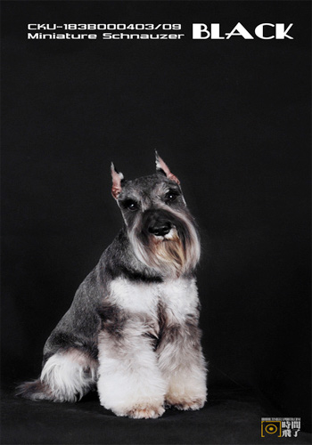 八招应对狗狗毛发纠结-狗狗美容护理