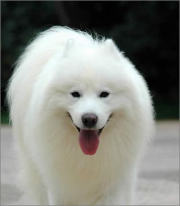 ��������ĦҮȮϴ��������-�������ݻ���