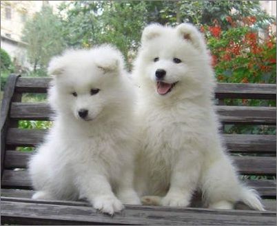 冬季狗狗毛发护理方法-狗狗美容护理