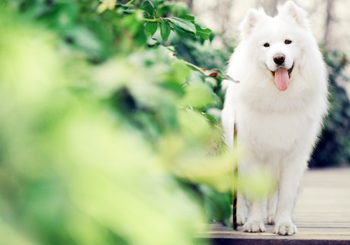 ��ëȮ��ë��������Ҫ����-�������ݻ���