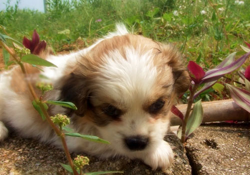 小梳子大学问 教你为狗狗挑选合适梳子-狗狗美容护理