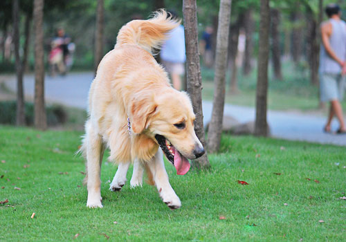 人与动物之间传染病的知识-狗病防治