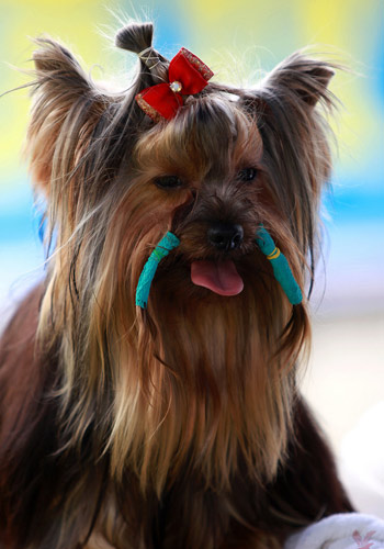 买狗应遵循十项规则-买狗指南