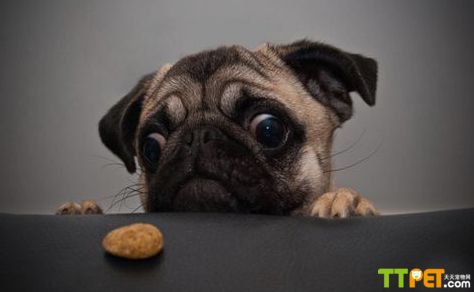 �ʺϼ�ͥ����С��Ȯ