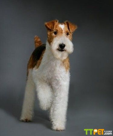 ��ë�Ժ�ͼƬ